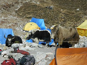 Zosia na Ama Dablam