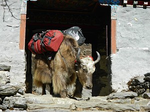 Zosia na Ama Dablam