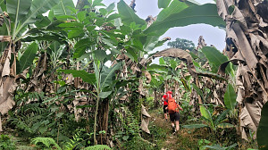 Mount Cameroon