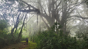 Mount Cameroon