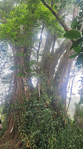 Mount Cameroon