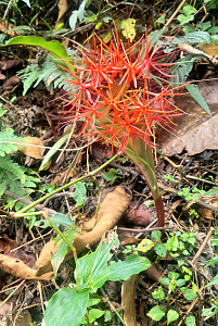 Mount Cameroon