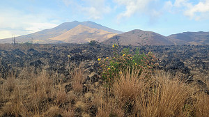 Mount Cameroon