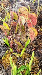 Mount Cameroon
