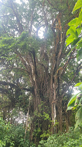 Mount Cameroon