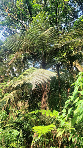 Mount Cameroon