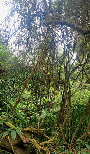 Mount Cameroon