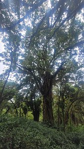 Mount Cameroon