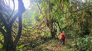 Mount Cameroon