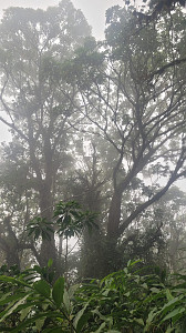 Mount Cameroon