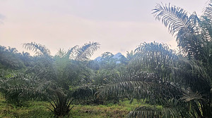 Mount Cameroon