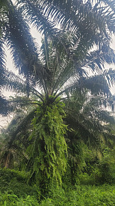 Mount Cameroon